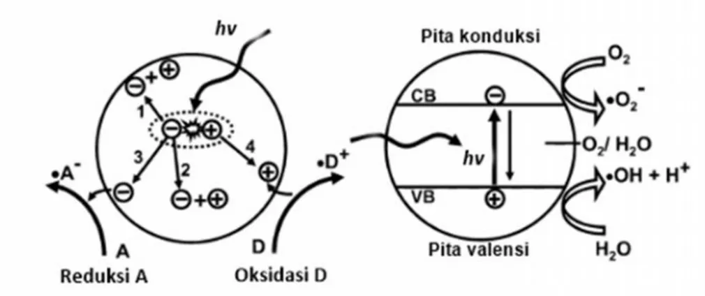 Gambar  2.7. Skema proses  yang  terjadi  pada  semikonduktor  TiO 2 : (a)  absorbsi foton  dan  perpindahan  elektron  dan  lubang dan  (b)  absorsi  energi foton hv (Sumber: Banerjee et al., 2006).