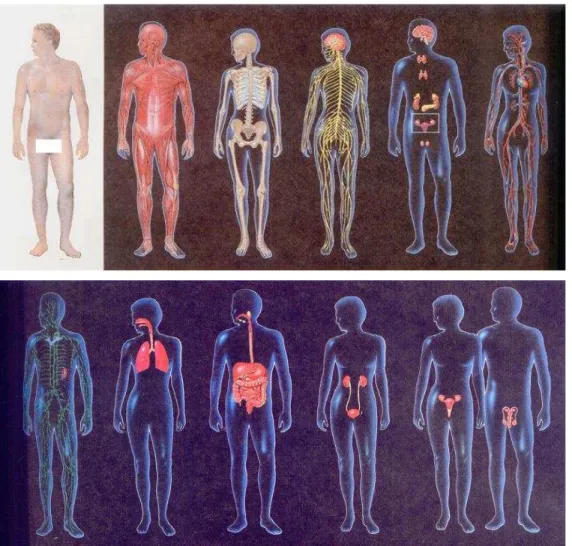 Gambar 1.1. Berbagai system organ yang membangun tubuh manusia (Starr and  taggart, 1989) 