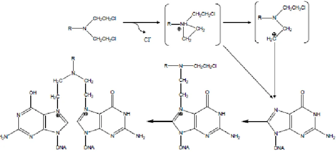 Gambar 2. Mekanisme alkilasi guanine pada DNA (Katzung, 2001). 