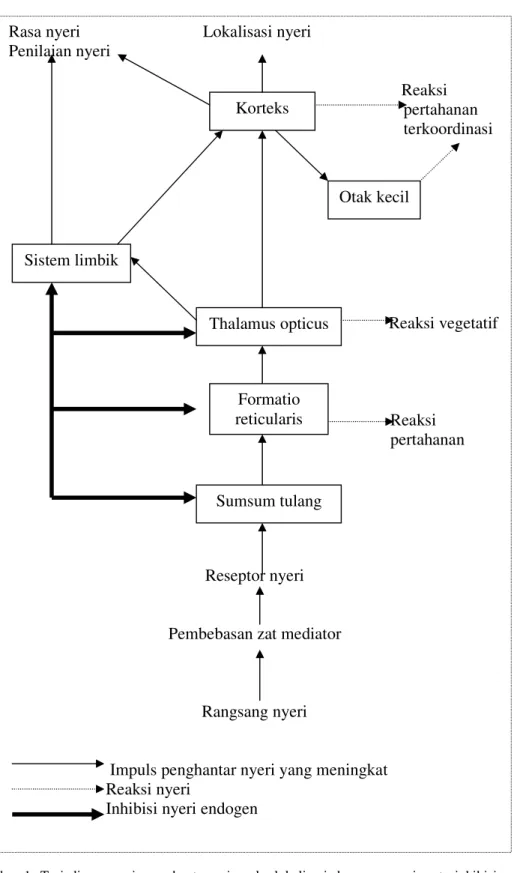 Gambar 1. Terjadinya nyeri, penghantaran impuls, lokalisasi dan rasa nyeri serta inhibisi nyeri endogen dalam bagan yang disederhanakan (Mutschler, 1986).