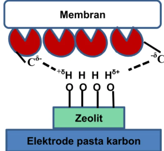 Gambar 1. Imobilisasi enzim pada zeolit tipe A 