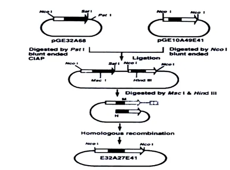 Gambar 2. Konstruksi genetic PQQGDH. Berasal dari gen strutural gen PQQGDH A. 