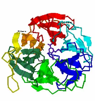 Gambar 1. Struktur protein Beta-Propeller. 