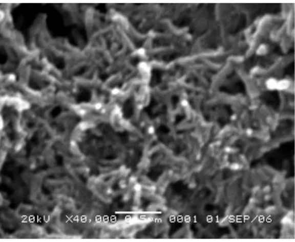 Gambar  3B  ini  memperlihatkan  struktur  nano  polianilin  berbentuk  serat  dengan  diamater  beberapa  puluh  nanometer  dan  panjang  beberapa  ratus nanometer serta sangat berpori (highly porous)