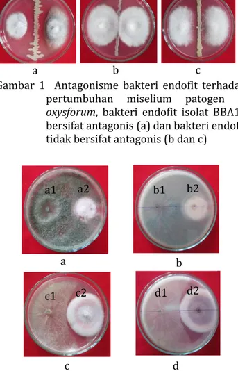 Gambar  1    Antagonisme  bakteri  endofit  terhadap  pertumbuhan  miselium  patogen  F
