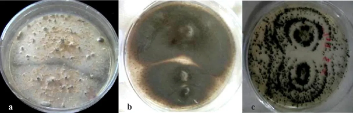 Gambar 1.    Beberapa koloni isolat cendawan endofit yang berasal dari akar tanaman cabai: (a-b) isolat  AC-3.8 dan AC-3.15 diperoleh dari Cipayung (Jaksel), dan (c) isolat AG-2.3 dari Garut (Jabar)  [Some colonies of endophytic fungal isolates that derive