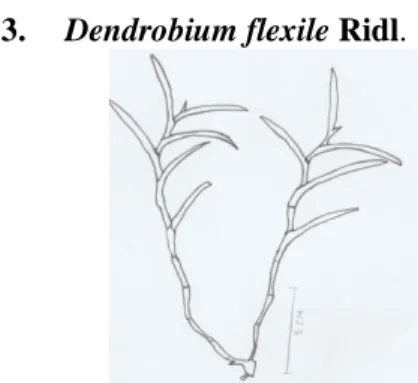 Gambar 3. Dendrobium flexile 