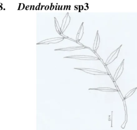 Gambar 7. Dendrobium sp2 