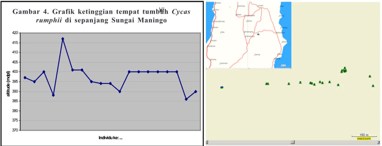 Gambar 4. Grafik ketinggian tempat tumbuh Cycas rumphii  di sepanjang Sungai Maningo
