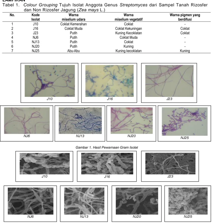 Tabel  1.    Colour  Grouping  Tujuh  Isolat  Anggota  Genus  Streptomyces  dari  Sampel  Tanah  Rizosfer  dan Non Rizosfer Jagung (Zea mays L.) 