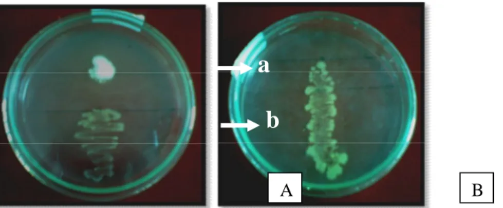 Gambar 1. Uji Daya Hambat Streptomyces  dibandingkan dengan kontrol  A. Streptomyces sp2 ; B
