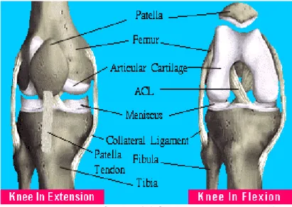 Gambar 2.2 Gambar pembentuk sendi lutut  (Nucleus Communication, Inc – Atlanta 1998) 