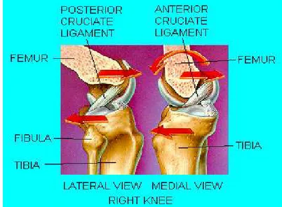 Gambar 2.3 Gambar lutut dilihat dari medial dan lateral  (Nucleus Communication, Inc – Atlanta 1998) 