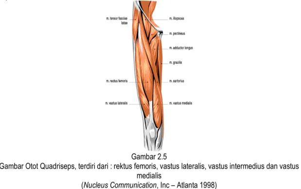 Gambar Otot Quadriseps, terdiri dari : rektus femoris, vastus lateralis, vastus intermedius dan vastus  medialis 