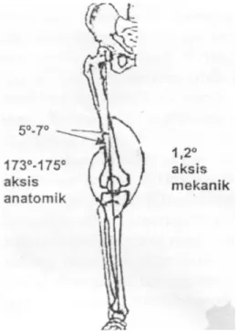 Gambar lutut dari arah samping yang menunjukkan kekuatan reaksi patellofemorale joint pada aktifitas  yang berbeda 