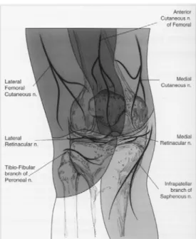 Gambar 5 Saraf Sensoris Sendi Lutut (Jensen, 2008) 