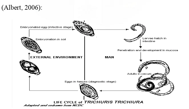 Gambar 2.2. Siklus hidup Trichuris trichiura   
