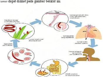 Gambar  2.3. Siklus hidup Hookworm Ancylostoma duodenale dan Necator americanus Keterangan : 