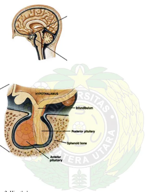 Gambar 2. Hipothalamus 