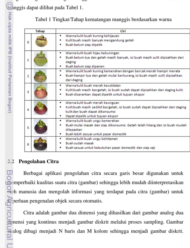 Tabel 1 Tingkat/Tahap kematangan manggis berdasarkan warna 
