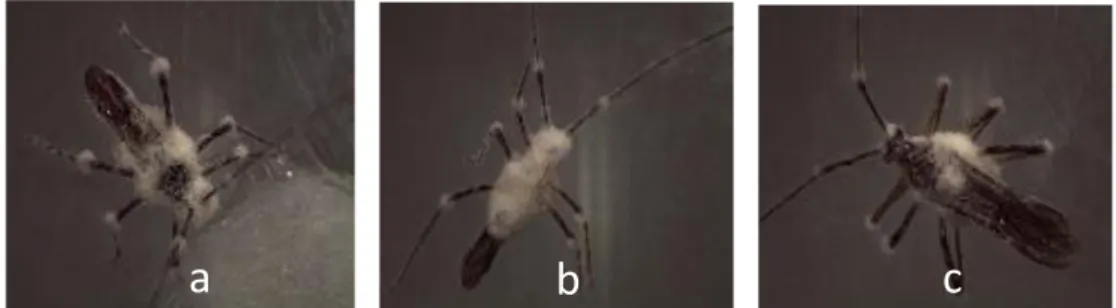 Gambar 1. Koloni Cendawan B. bassiana yang Menginfeksi Imago H. antonii, Terlihat Pertumbuhan Intensif  Miselia Menyelimuti Tubuh Serangga