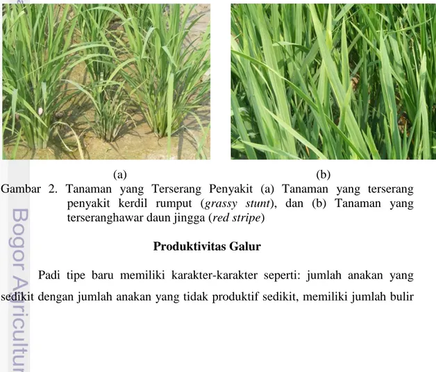 Gambar  2.  Tanaman  yang  Terserang  Penyakit  (a)  Tanaman  yang  terserang  penyakit  kerdil  rumput  (grassy  stunt),  dan  (b)  Tanaman  yang  terseranghawar daun jingga (red stripe) 