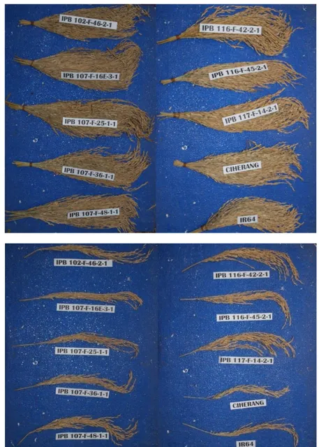 Gambar  3.  Penampilan  Malai  (atas)  Jumlah  malai  per  rumpun  galur-galur  yang  diuji dan varietas pembanding, dan (bawah) Panjang malai galur-galur  yang diuji yang diuji dan varietas pembanding