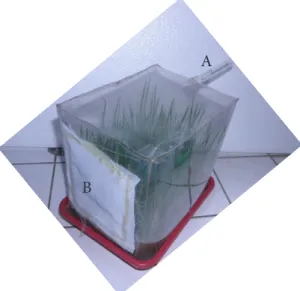 Gambar 1.  Kotak ‘plastik’ (ukuran 14 cm x 18,5 cm  x 18,5 cm) yang terbuat dari plastik mika  (tebal 0,6 mm) dan bibit padi Cisadane  berumur 1 minggu dalam baki plastik