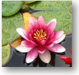 Gambar 1: Bunga Teratai 