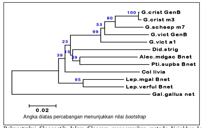 Gambar 4 Rekonstruksi filogenetik dalam filogram menggunakan metode Neighbor-Joining  dari nukleotida Cyt b parsial (382 nt) Goura sp
