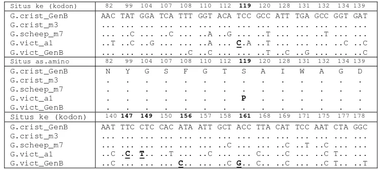 Tabel 1  Rataan  komposisi nukleotida Cyt b parsial Goura sp. hasil penelitian, G. cristata  GenBank,  dan G