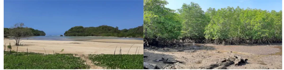 Gambar 3. Pantai Clungup (kiri), Padatan Mangrove di Pantai Clungup (kanan)  Sumber: Dokumentasi Pribadi (2020) 