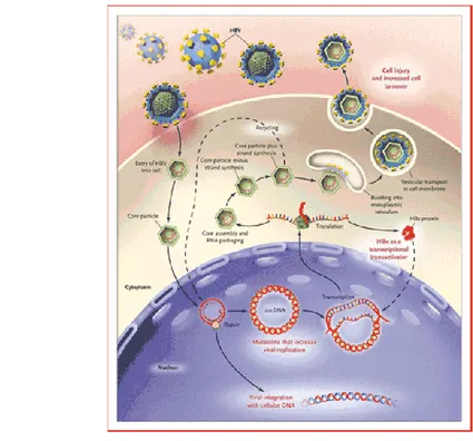 Gambar 2  Siklus hidup virus hepatitis B  (http://www.natap.org/2004/VHB/100804_02.htm)  