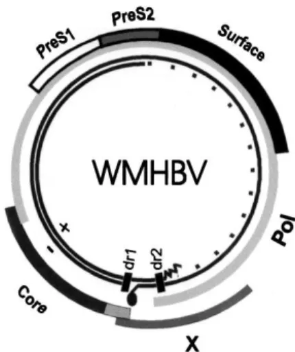 Gambar 3  Organisasi virus VHB pada woolly monkey (WMHBV)  (Lanford et al. 1998) 