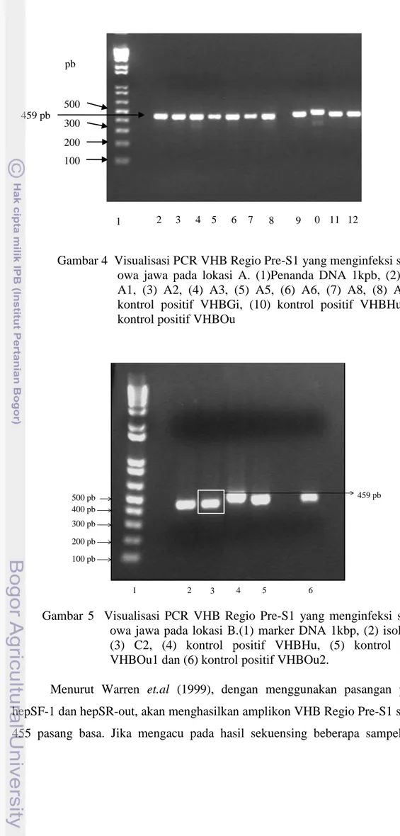 Gambar 4  Visualisasi PCR VHB Regio Pre-S1 yang menginfeksi spesies  owa  jawa  pada  lokasi  A