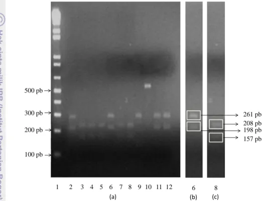 Gambar 6a memperlihatkan adanya keragaman posisi pemotongan produk  PCR  regio  Pre-S1  VHB  yang  diisolasi