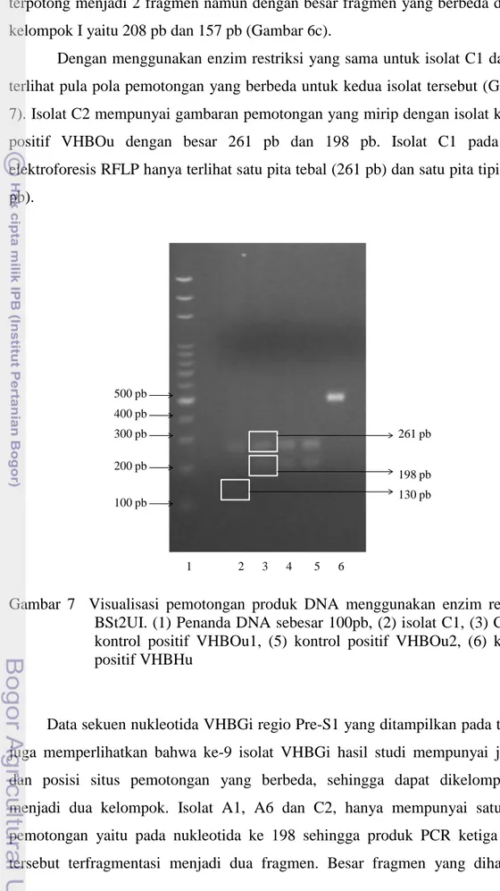 Gambar  7    Visualisasi  pemotongan  produk  DNA  menggunakan  enzim  restriksi  BSt2UI