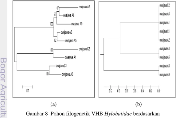 Gambar 8  Pohon filogenetik VHB Hylobatidae berdasarkan  (a)  sekuens nukleotida VHB regio Pre-S1 (459 pb) 