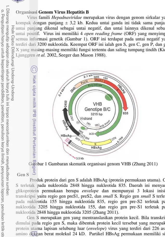 Gambar 1 Gambaran skematik organisasi genom VHB (Zhang 2011)   Gen S 