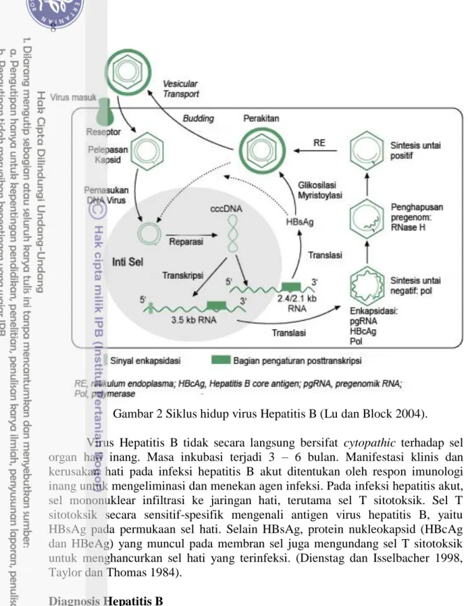 Gambar 2 Siklus hidup virus Hepatitis B (Lu dan Block 2004). 