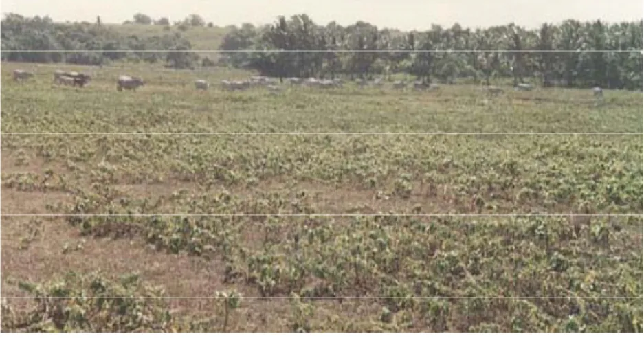 Foto 1.  Nusa Dua  tempo, dulu tahun 1970, dalam laporan SCETO. Lahan  kering yang kemudian disulap menjadi kawasan wisata mewah  (Foto Purnaya)
