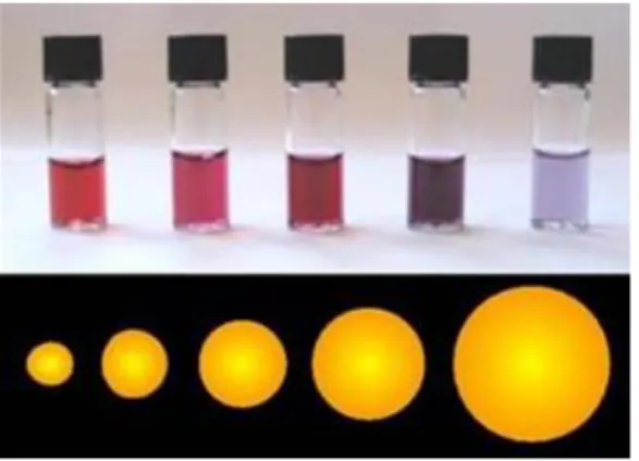 Gambar 2.2. Nanogold: beda ukuran partikel menghasilkan warna yang berbeda. 