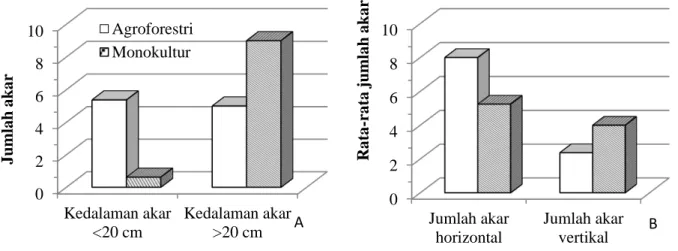 Gambar 3  Kedalaman perakaran sengon (A), akar horisontal dan vertikal pada sengon (B) 