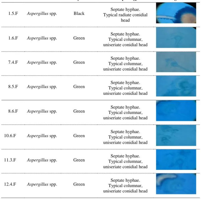 Table 5. Cell and colony morphology of fungal isolates 