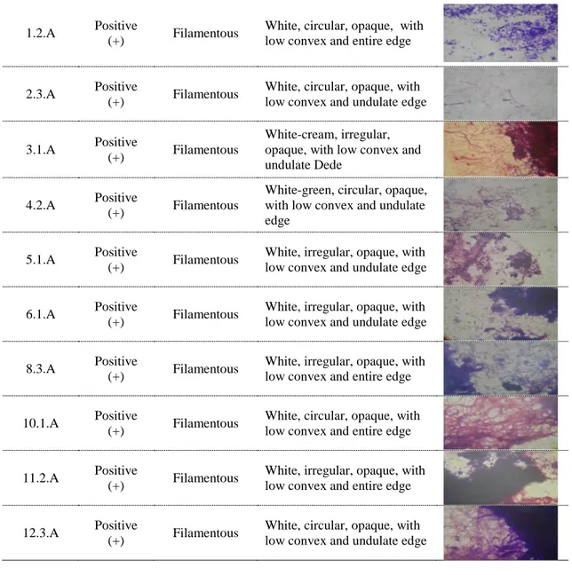 Table 4. Cell, colony morphology and Gram staining of actinomycetes isolates  Isolates  Gram 