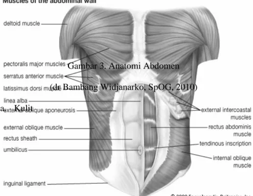 Gambar 3. Anatomi Abdomen (dr Bambang Widjanarko, SpOG, 2010) a. Kulit