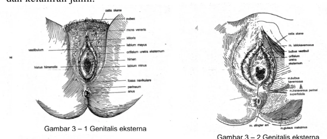 Gambar 3 – 2 Genitalis eksternaGambar 3 – 1 Genitalis eksterna