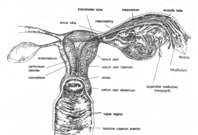 Gambar 3 – 4 uterus, tuba falopi, ovarium