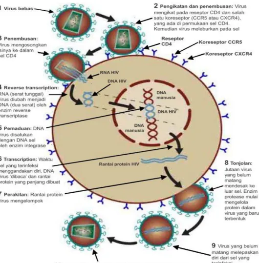 Gambar 7. Siklus hidup HIV  28 