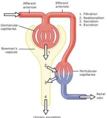 Gambar 9. Mekanisme pembentukan urin melalui proses filtrasi, reabsorpsi, dan  sekresi  59